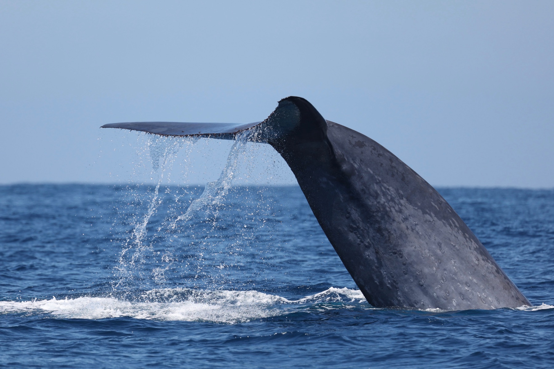 A blue whale's fluke lifted clear of the water, water sheeting off its trailing edge.