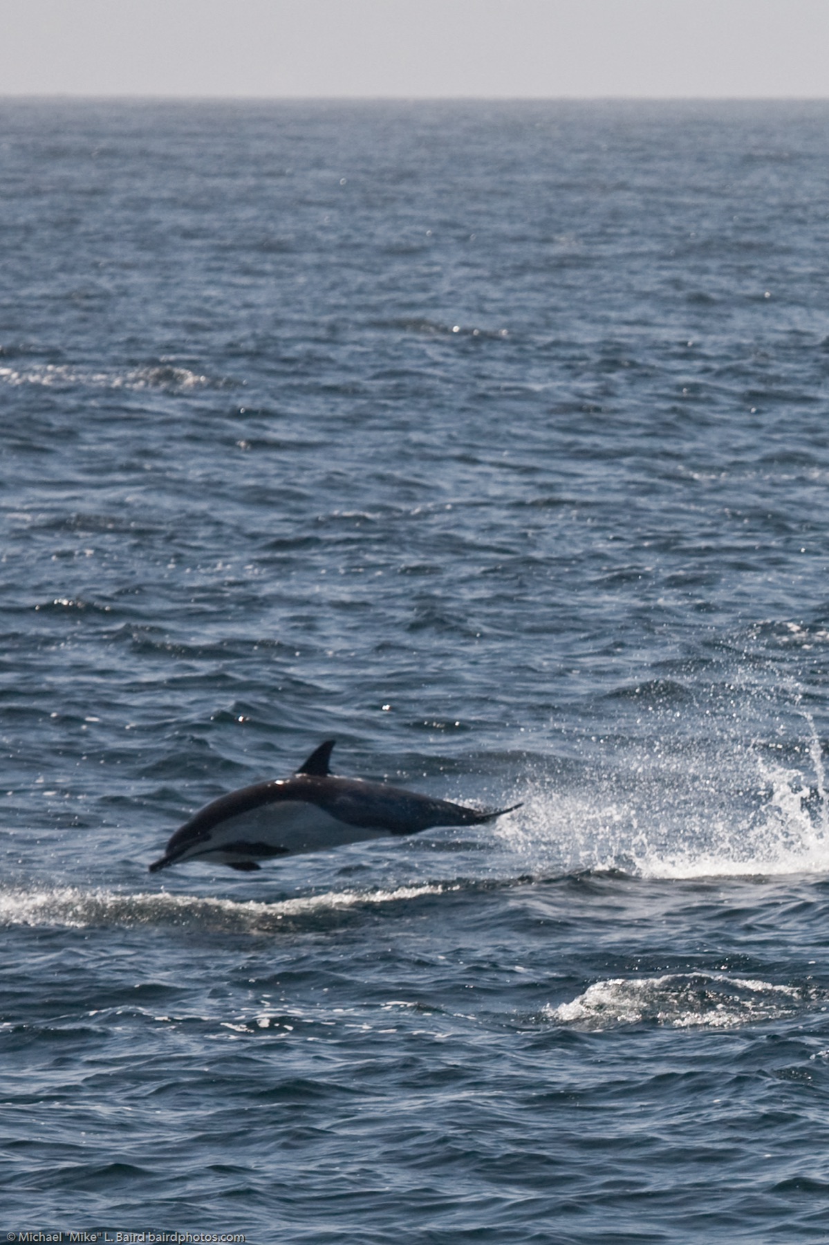 A short-beaked common dolphin surfacing beside a whale-watching boat, Morro Bay, California.